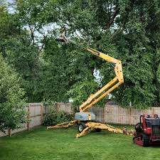 Best Tree Preservation Services  in Terra Bella, CA