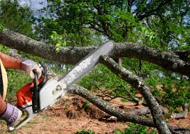 Best Hazardous Tree Removal  in Terra Bella, CA