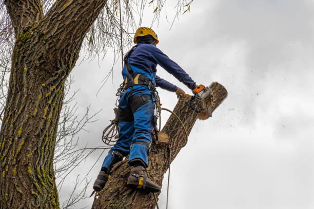  Terra Bella, CA Tree Services Pros