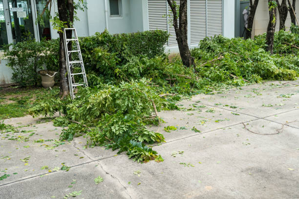 Lawn Renovation and Restoration in Terra Bella, CA