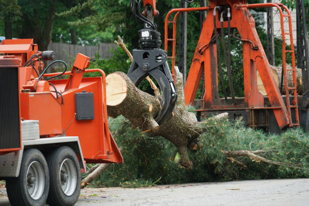 Best Utility Line Clearance  in Terra Bella, CA