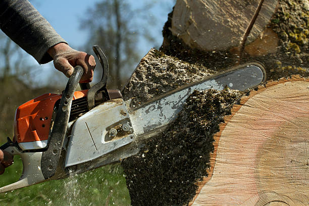 Lawn Grading and Leveling in Terra Bella, CA